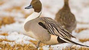 Трясък или шилочвашка